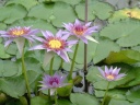 meise0026
