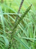 Carex3