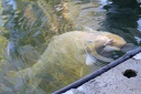 IMG 6055
