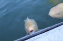 IMG 6070