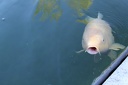 IMG 6076