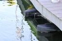 IMG 6250