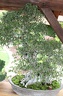 IMG 3394