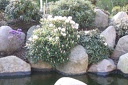 IMG 2661