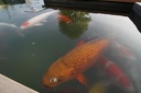 IMG 8968