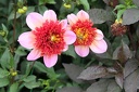 IMG 2563