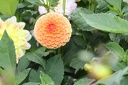 IMG 2565