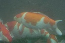 IMG 4079
