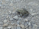 grenouille