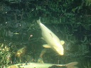 A2001 0829AS