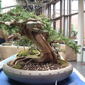 bonsai 0005