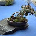 bonsai_0006.JPG