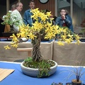 bonsai_0007.JPG