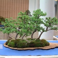 bonsai 0008