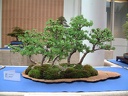 bonsai 0008