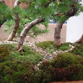 bonsai_0009.JPG