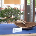 bonsai_0011.JPG