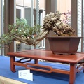 bonsai_0012.JPG