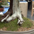 bonsai_0013.JPG