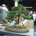 bonsai 0014