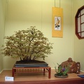 bonsai 0016