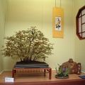 bonsai_0016.JPG