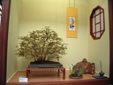 bonsai 0016