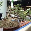 bonsai_0017.JPG