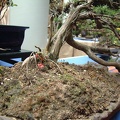 bonsai_0018.JPG