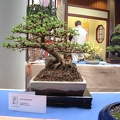 bonsai_0019.JPG