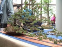 bonsai 0020