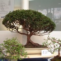 bonsai 0021