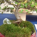 bonsai 0023