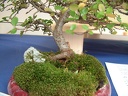 bonsai 0023