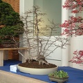 bonsai 0024