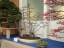 bonsai 0024