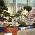 bonsai 0025
