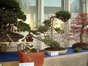 bonsai 0025