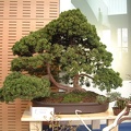 bonsai 0026