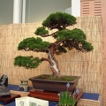 bonsai 0027