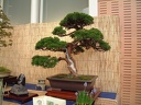 bonsai 0027