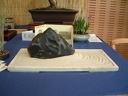 bonsai 0030