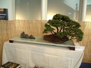 bonsai 0031