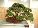 bonsai 0032