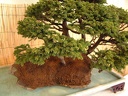 bonsai 0033