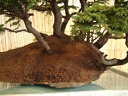bonsai 0034