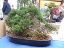 bonsai 0035