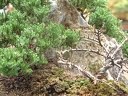 bonsai 0036