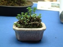 bonsai 0037