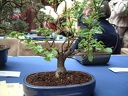 bonsai 0038